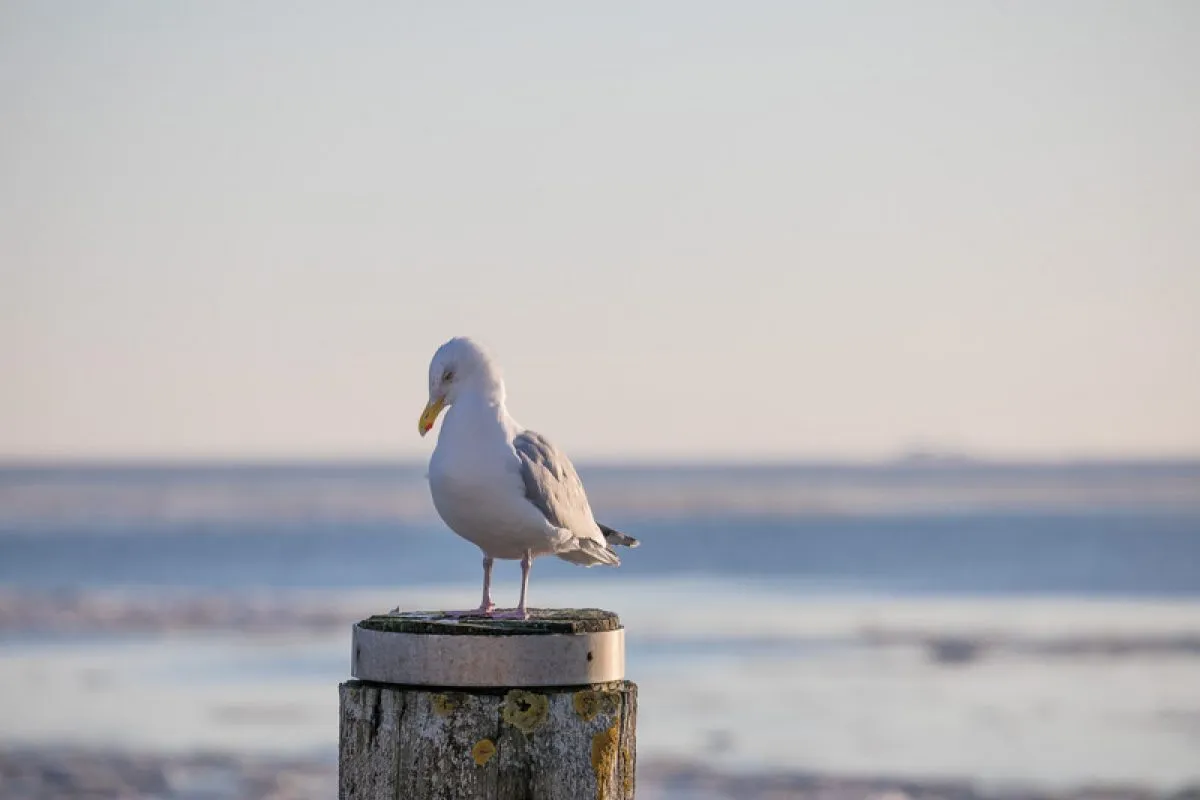 Winterlandschaft Nordfriesland 2