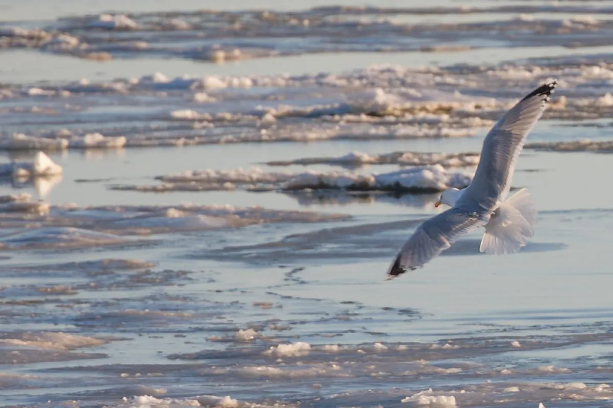 Winterlandschaft Nordfriesland 3