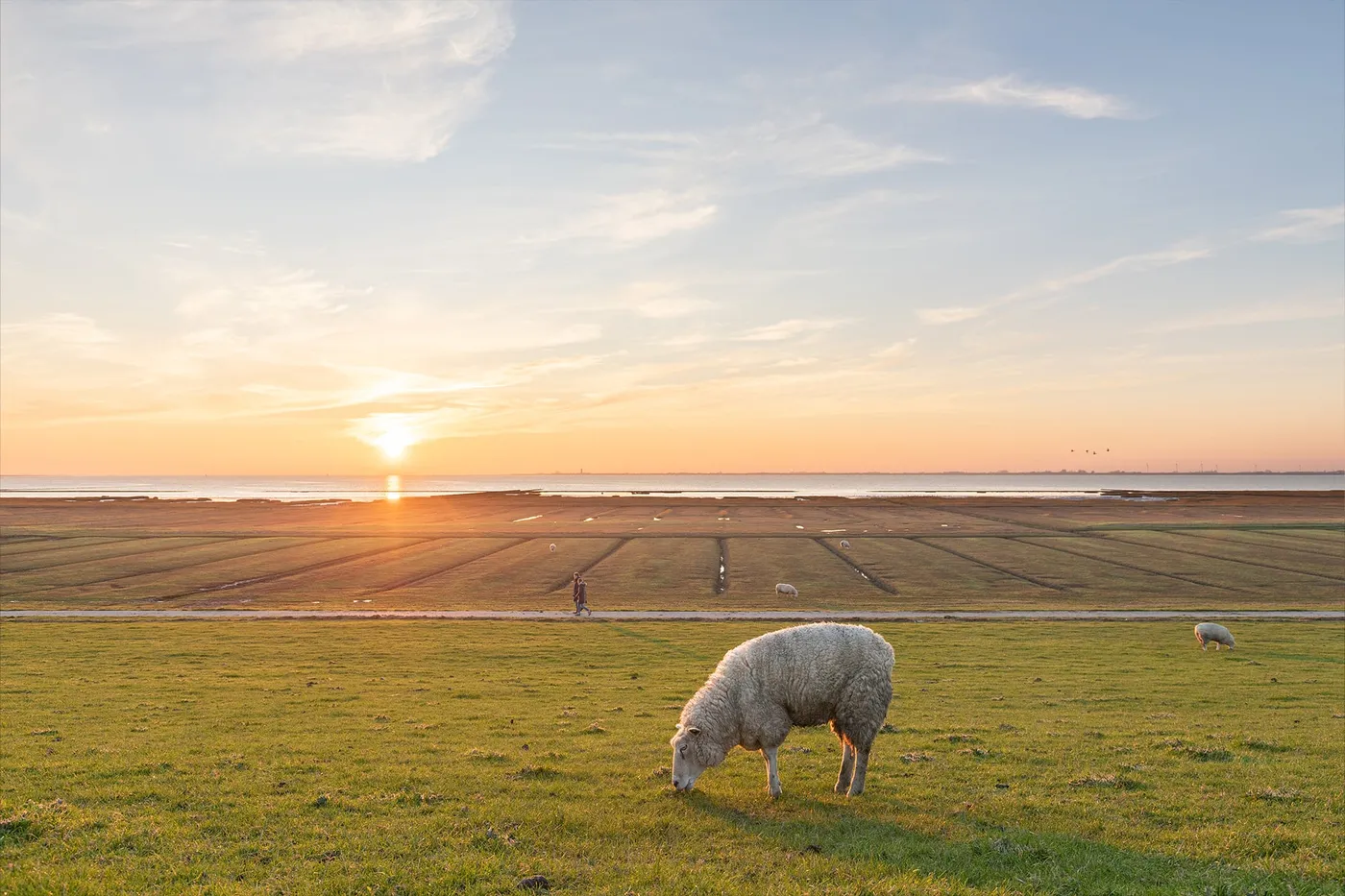 Deich Beltringharder Koog