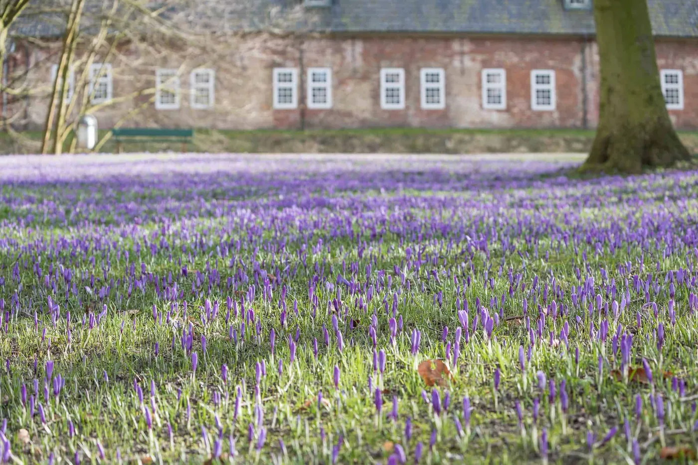 Krokuspracht in Husum