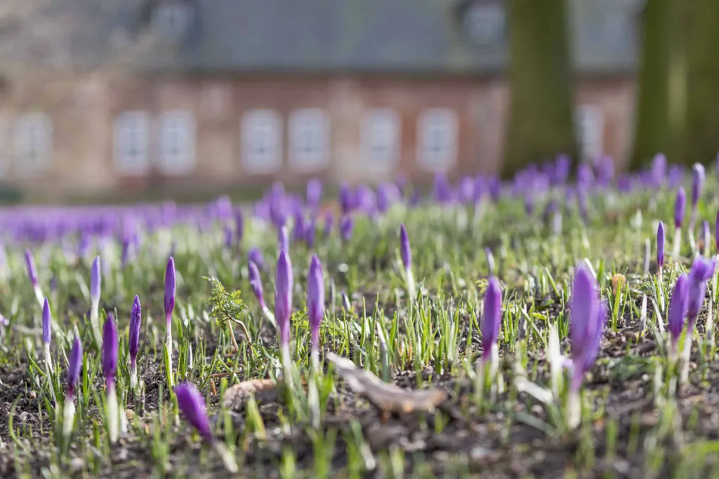 Krokusblüte in Husum