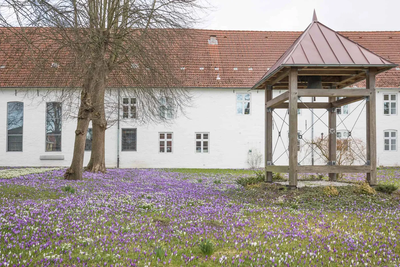 Krokusblüte im Park