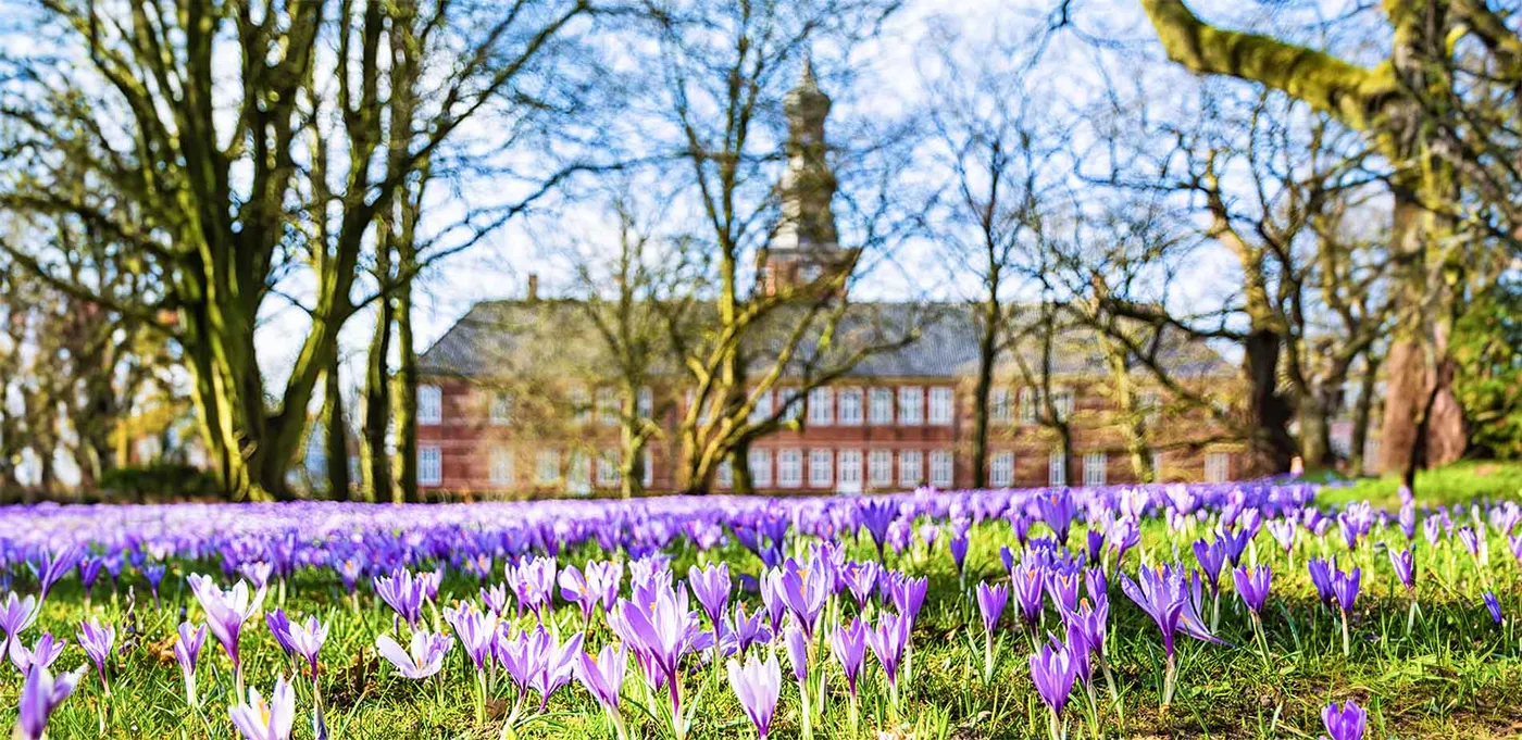 Krokusblüte Schloss vor Husum