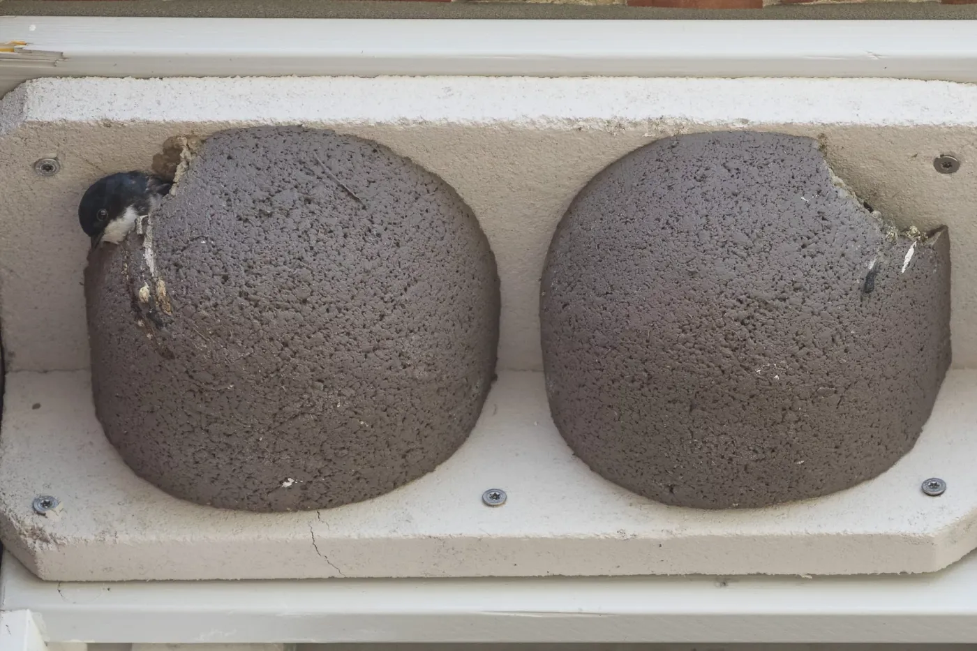 Arlau-Schleuse Schwalben