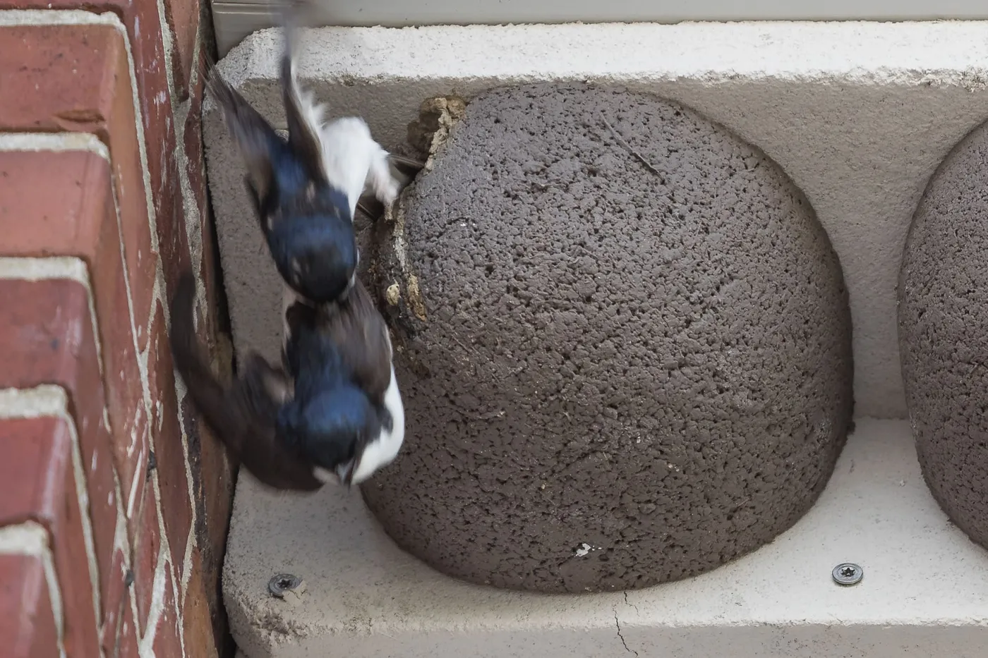 Beltringharder Koog Schwalben