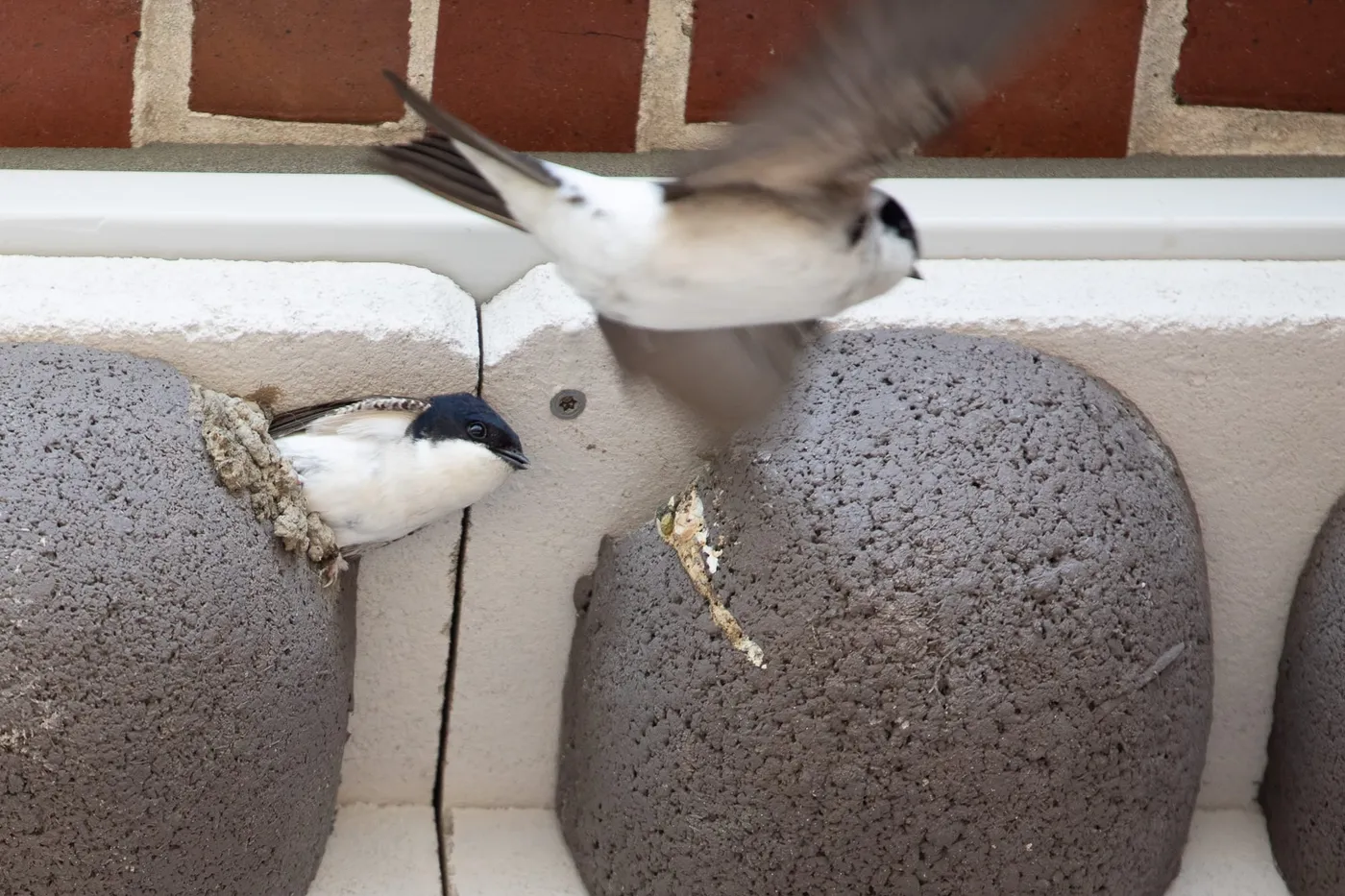 Schwalben Beltringharder Koog