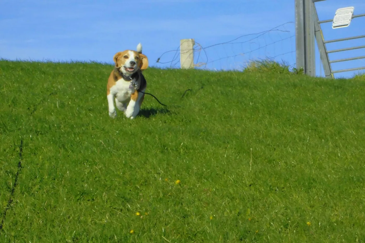 Beagle Lou rennt über den grünen Deich in Dagebüll