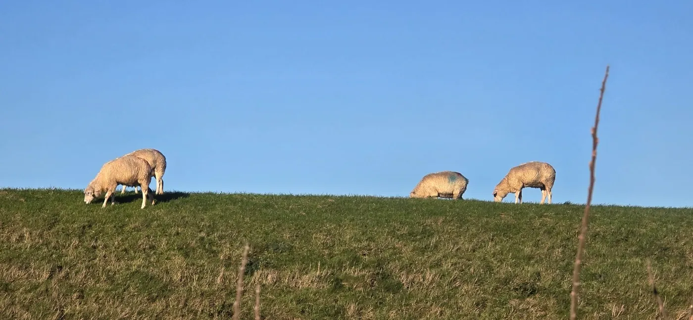 Drei Schafe grasen auf dem Deich vor blauem Himmel