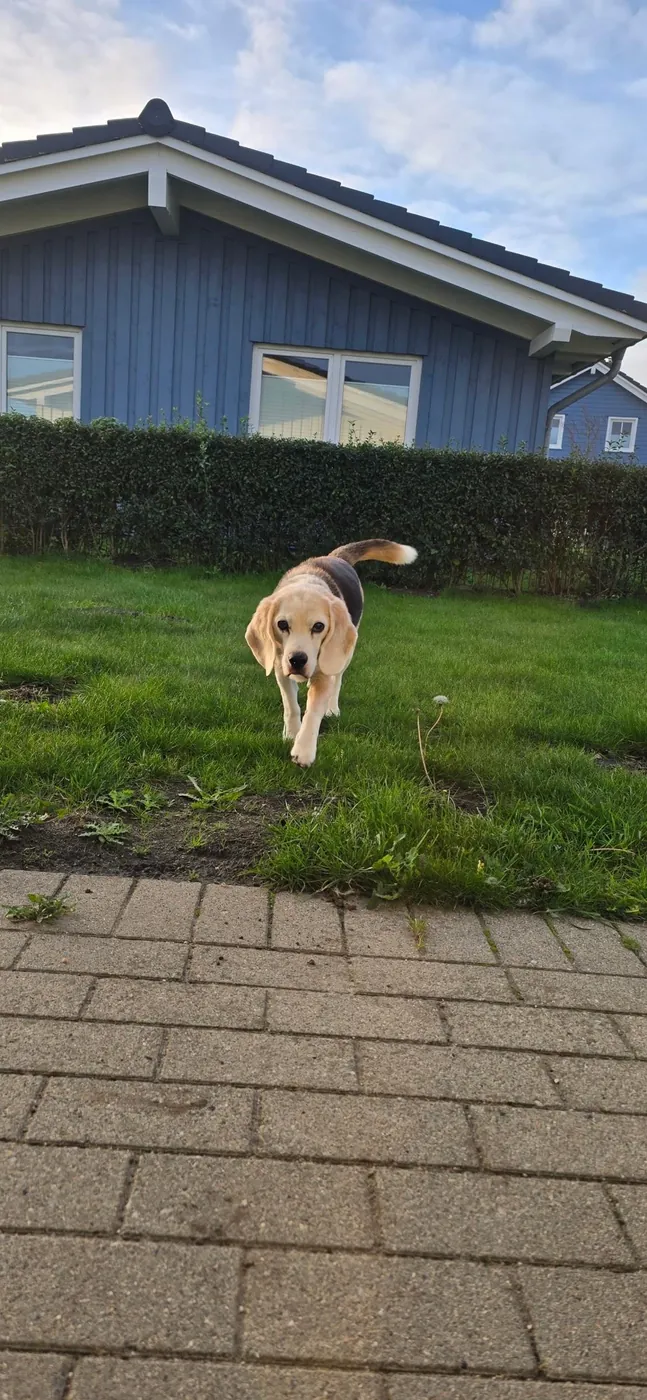 Beagle läuft über den Rasen vor einem blauen Ferienhaus