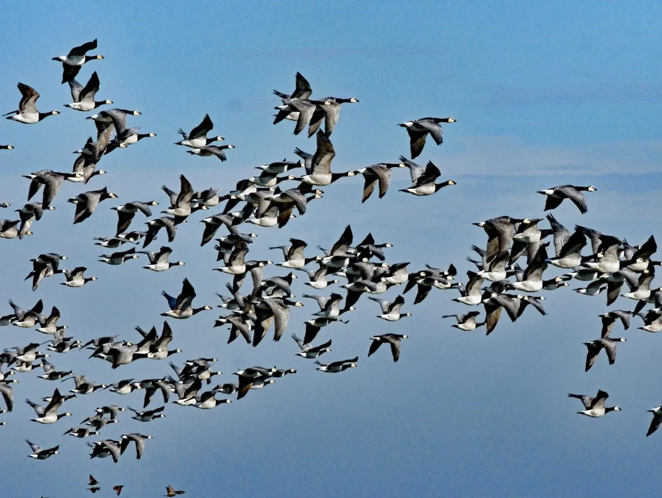 Weißwangengänse im Anflug auf Nordstrandischmoor