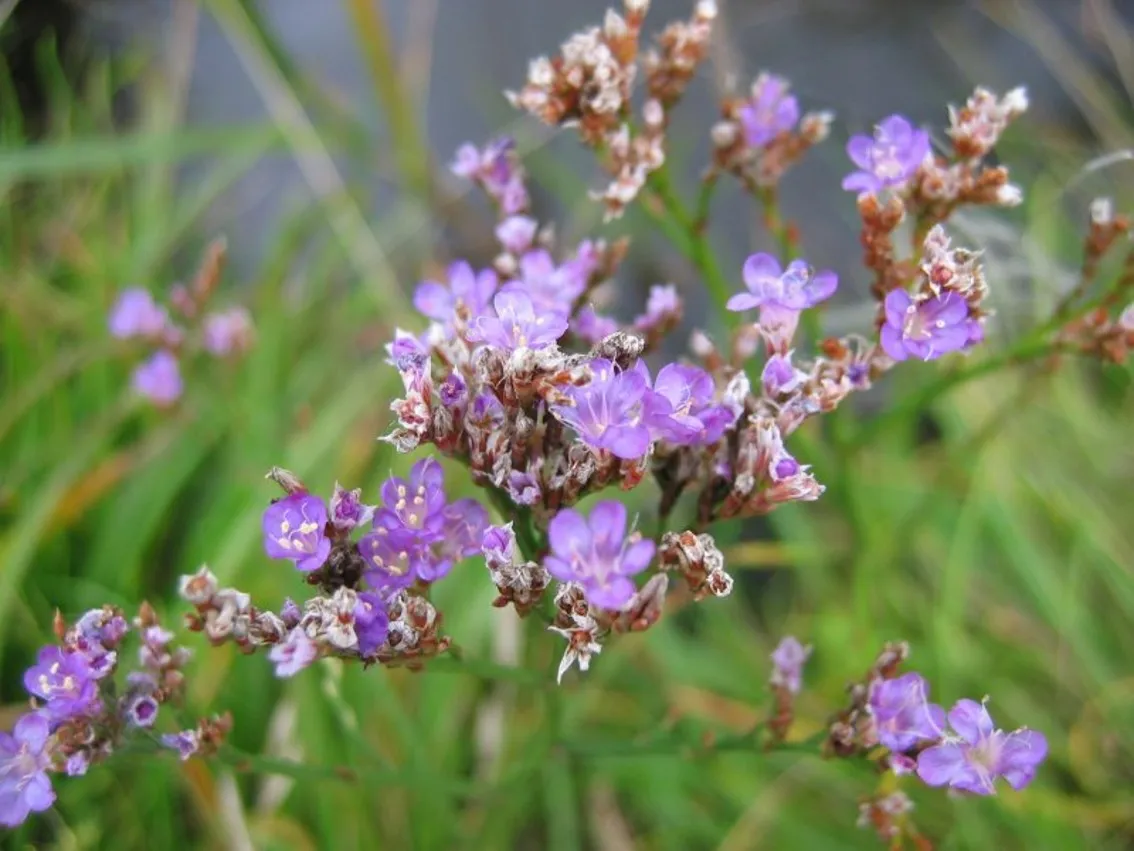 Der Gewöhnliche Strandflieder (Limonium vulgare)