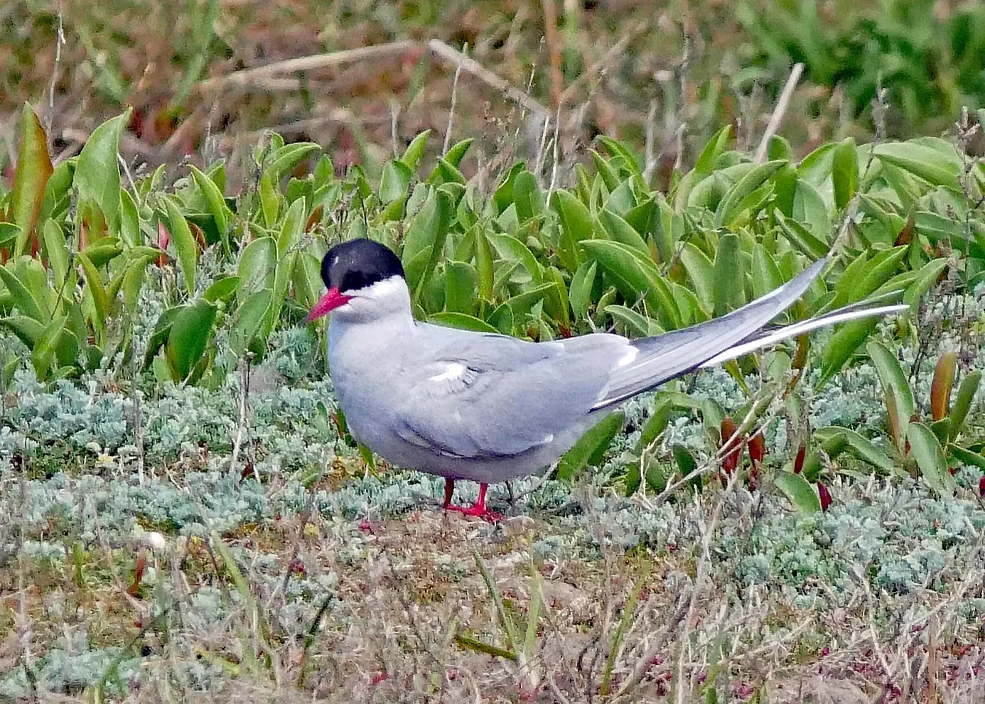 Küstenseeschwalbe