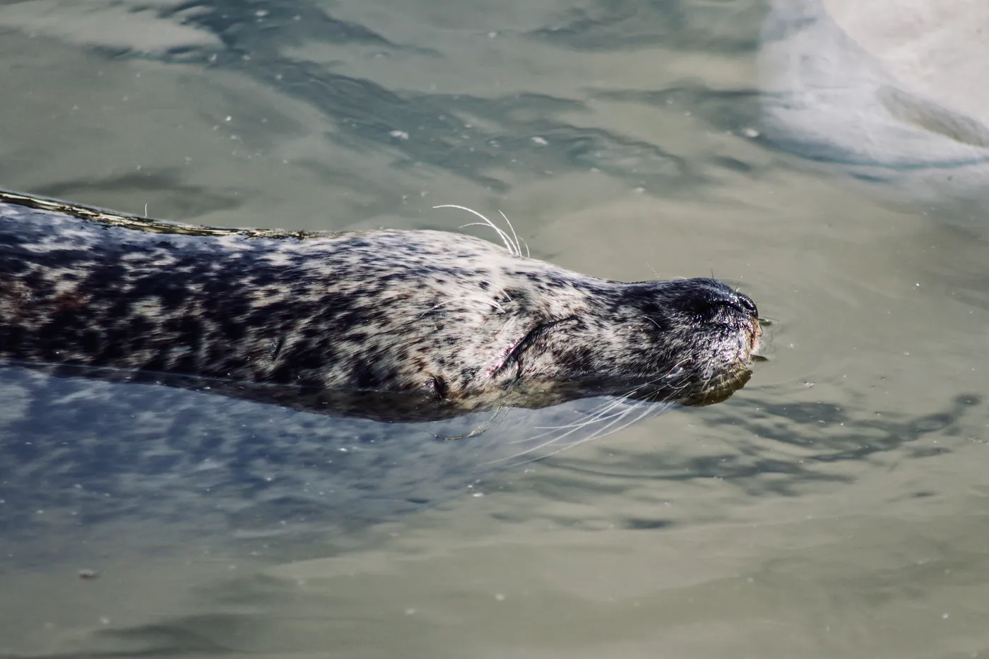 Seehund in der Nordsee