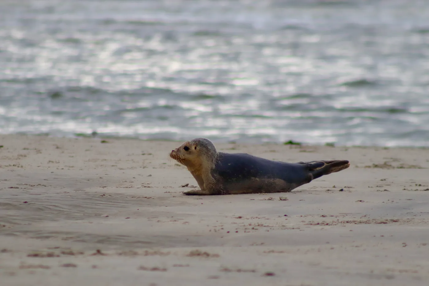 Seehunde am Strand