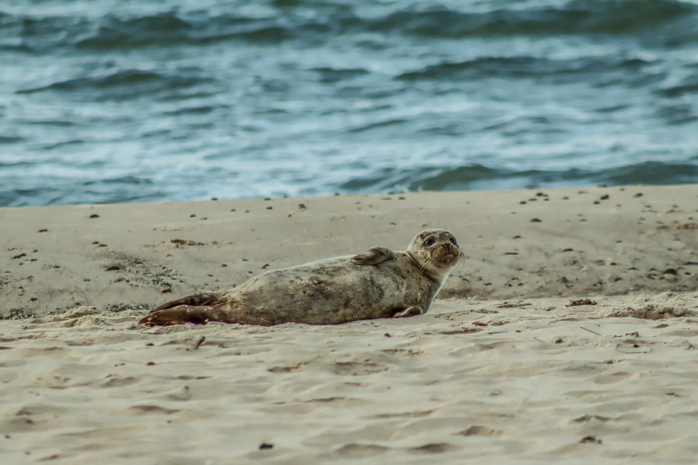 Seehund liegt am Strand