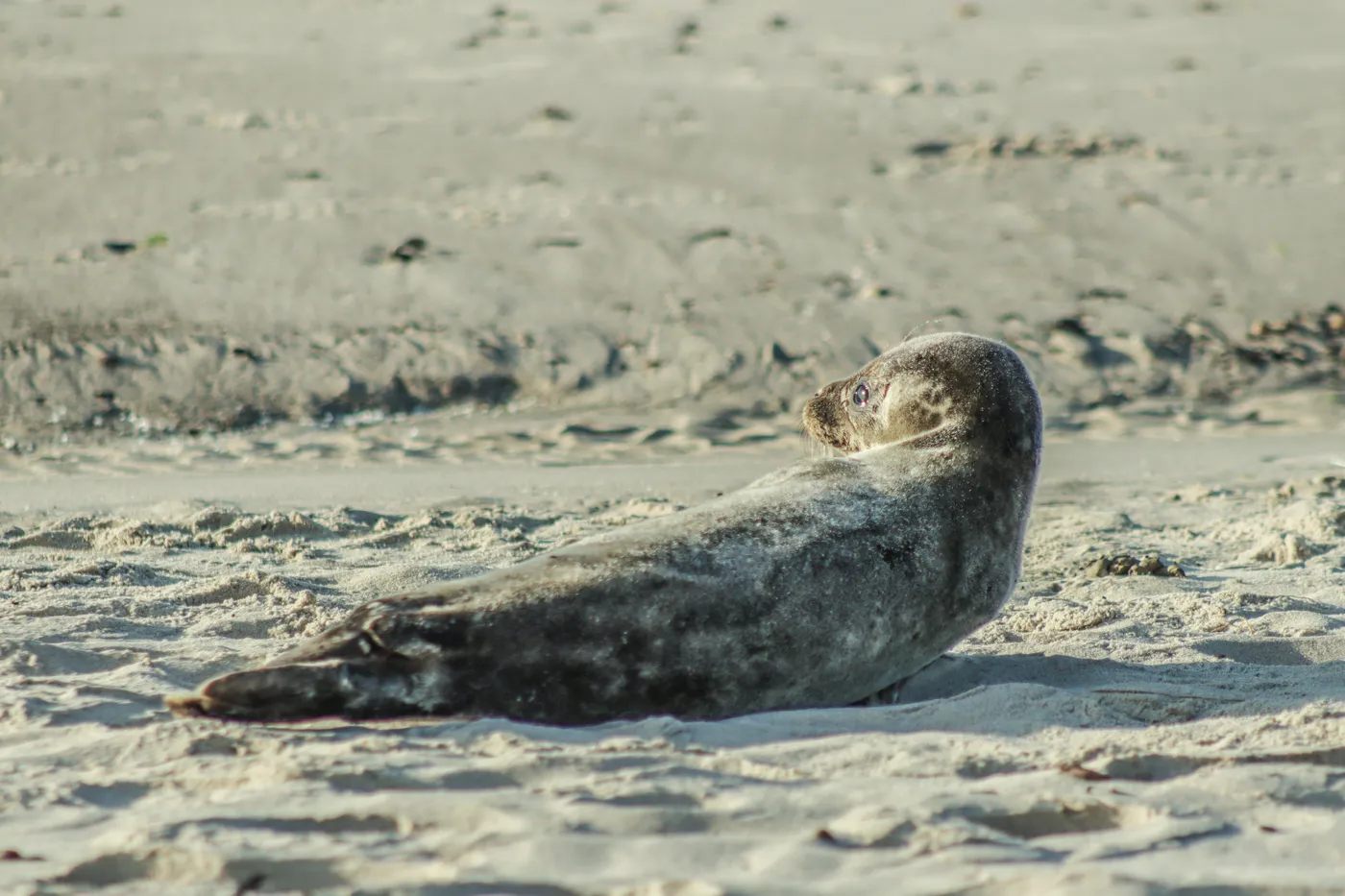 Seehund am Sandstrand