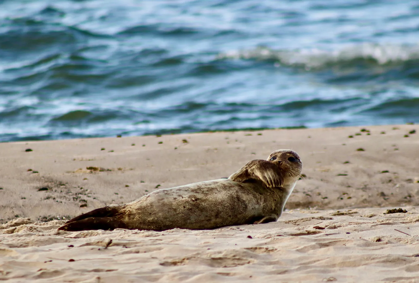 Seehunde am Meer