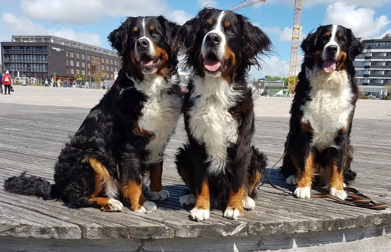 Hunde in St. Peter-Ording