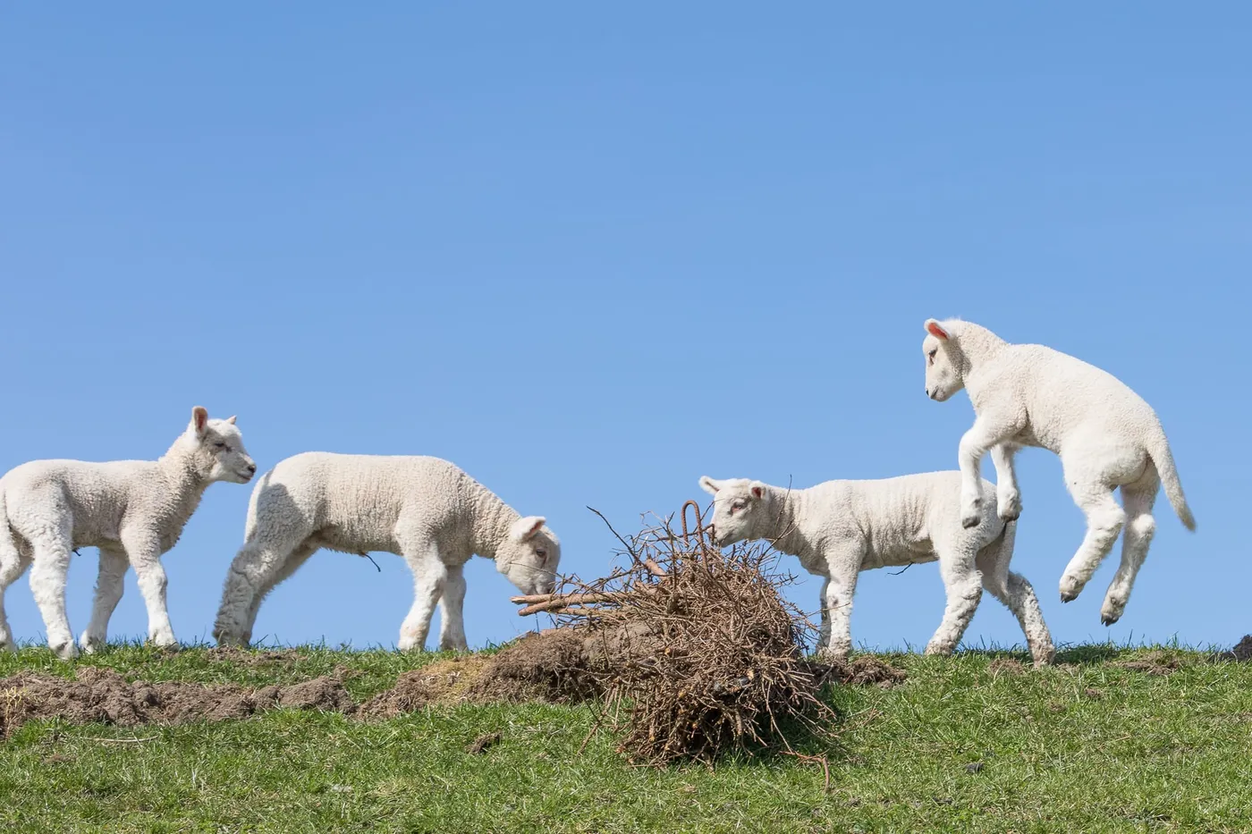 Lämmer in Nordfriesland