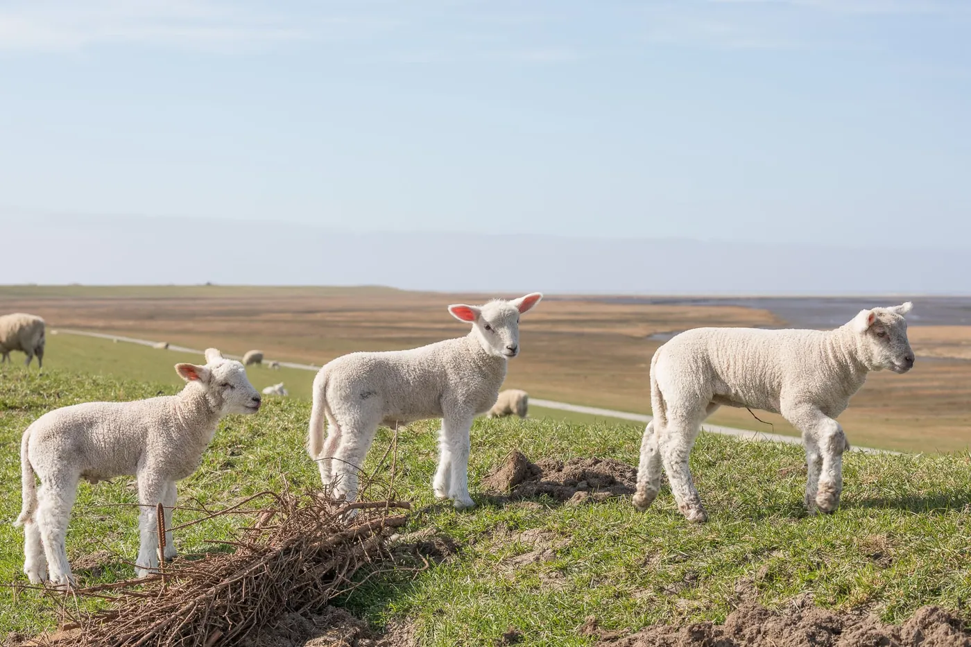Deich Lämmer